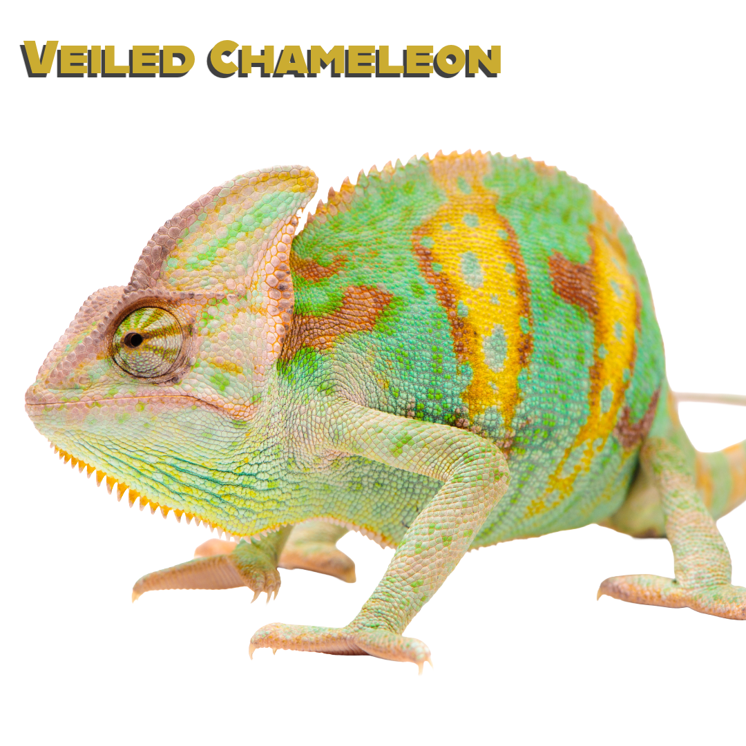 Caring for your Veiled Chameleon