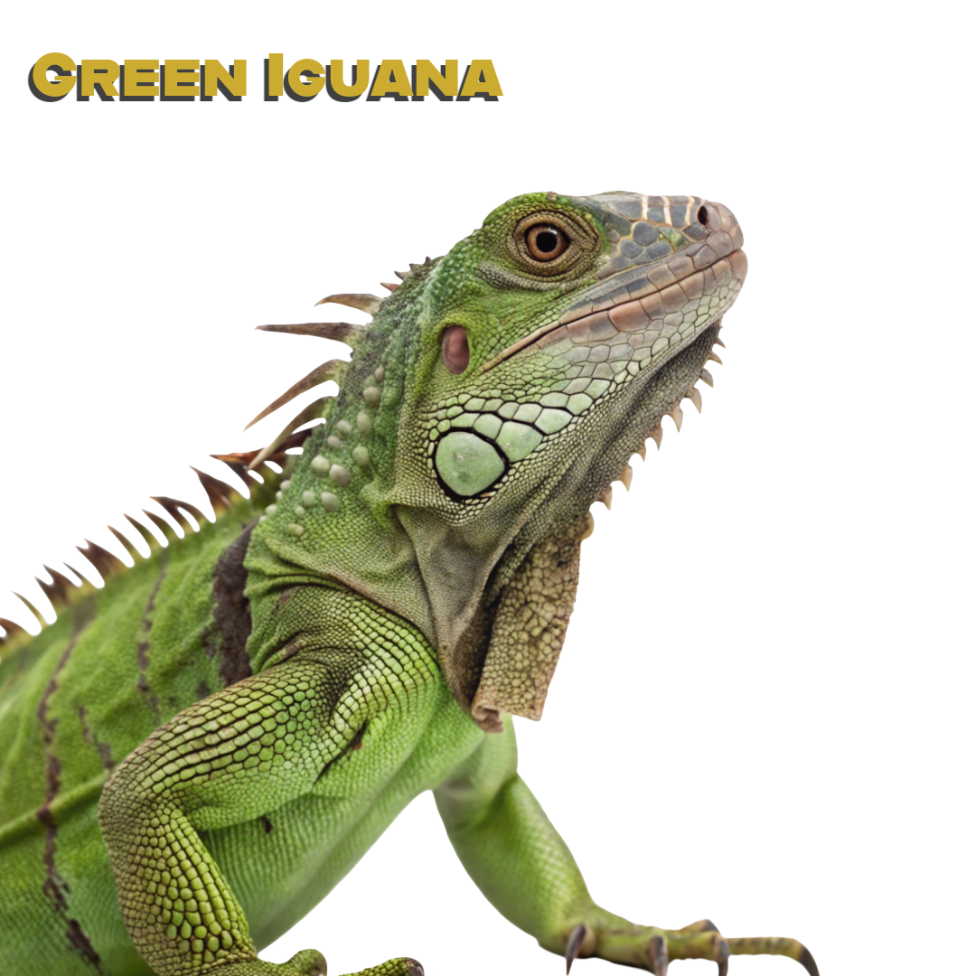 Caring for your Green Iguana