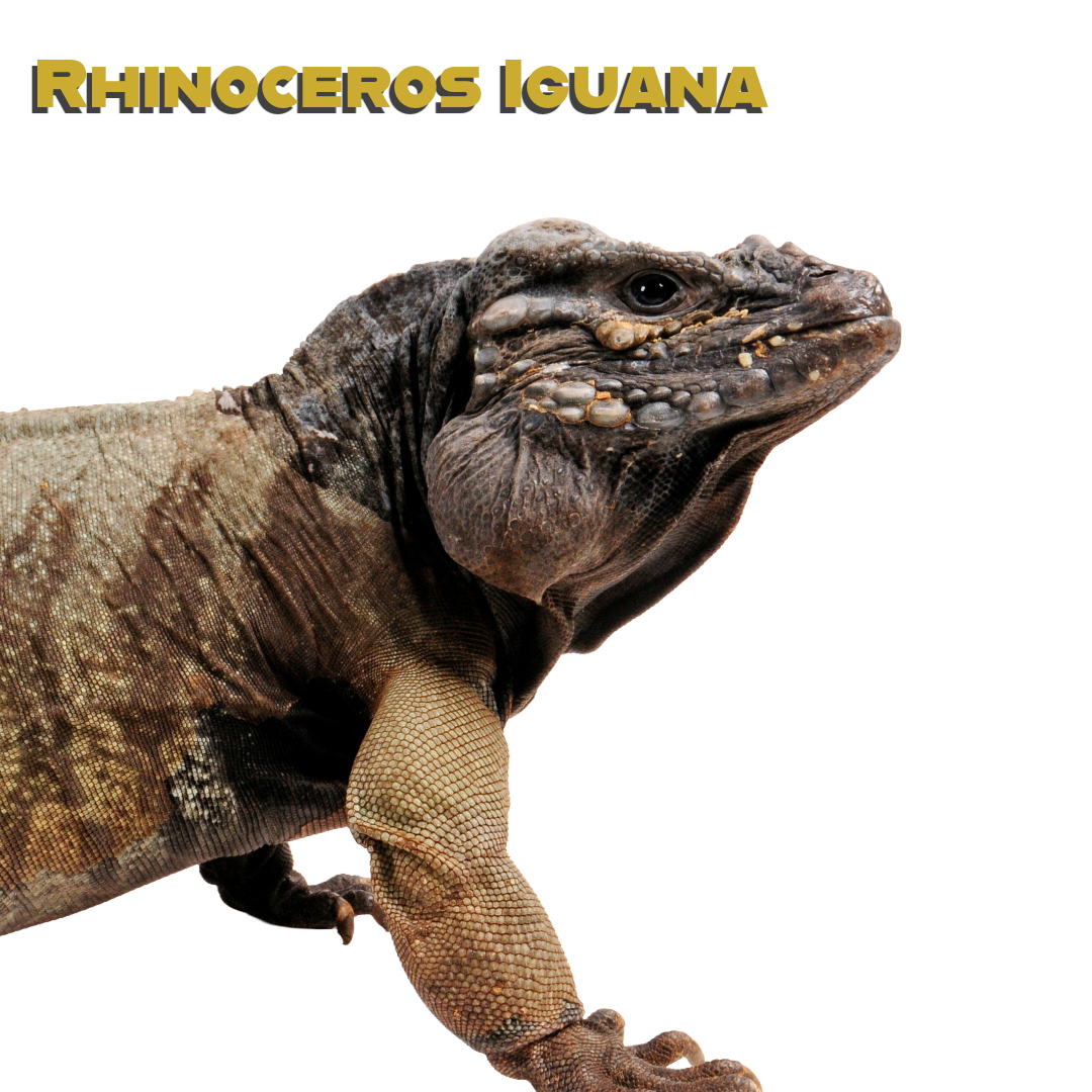 Caring for your Rhinoceros Iguana