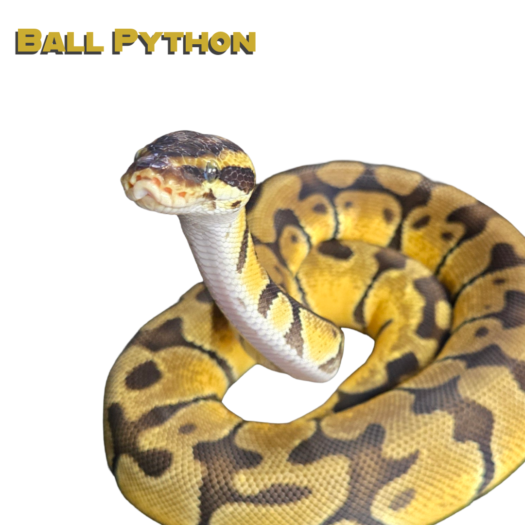 Caring for your Ball Python