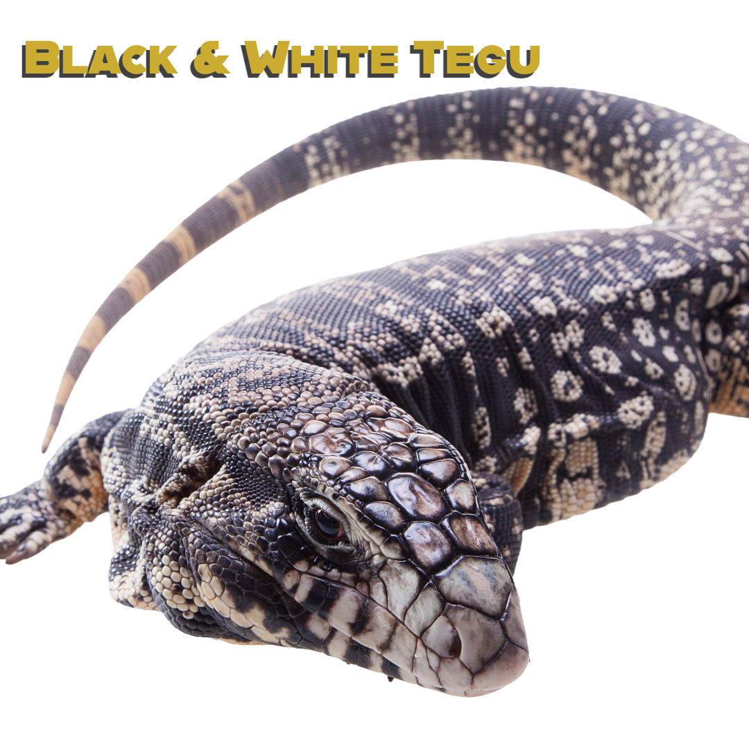 Caring for your Argentine Black & White Tegu