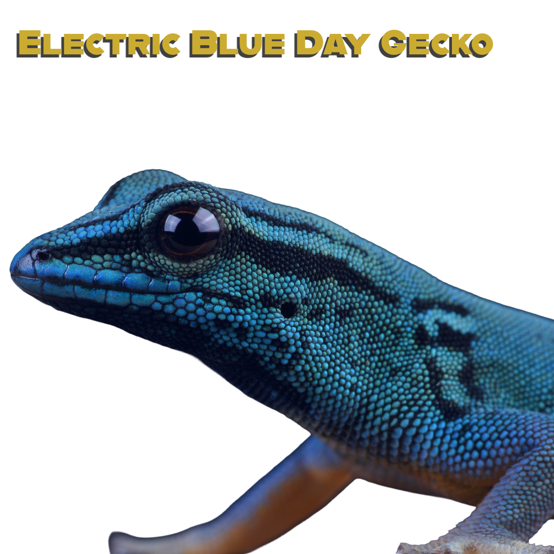 Caring for your Electric Blue Gecko