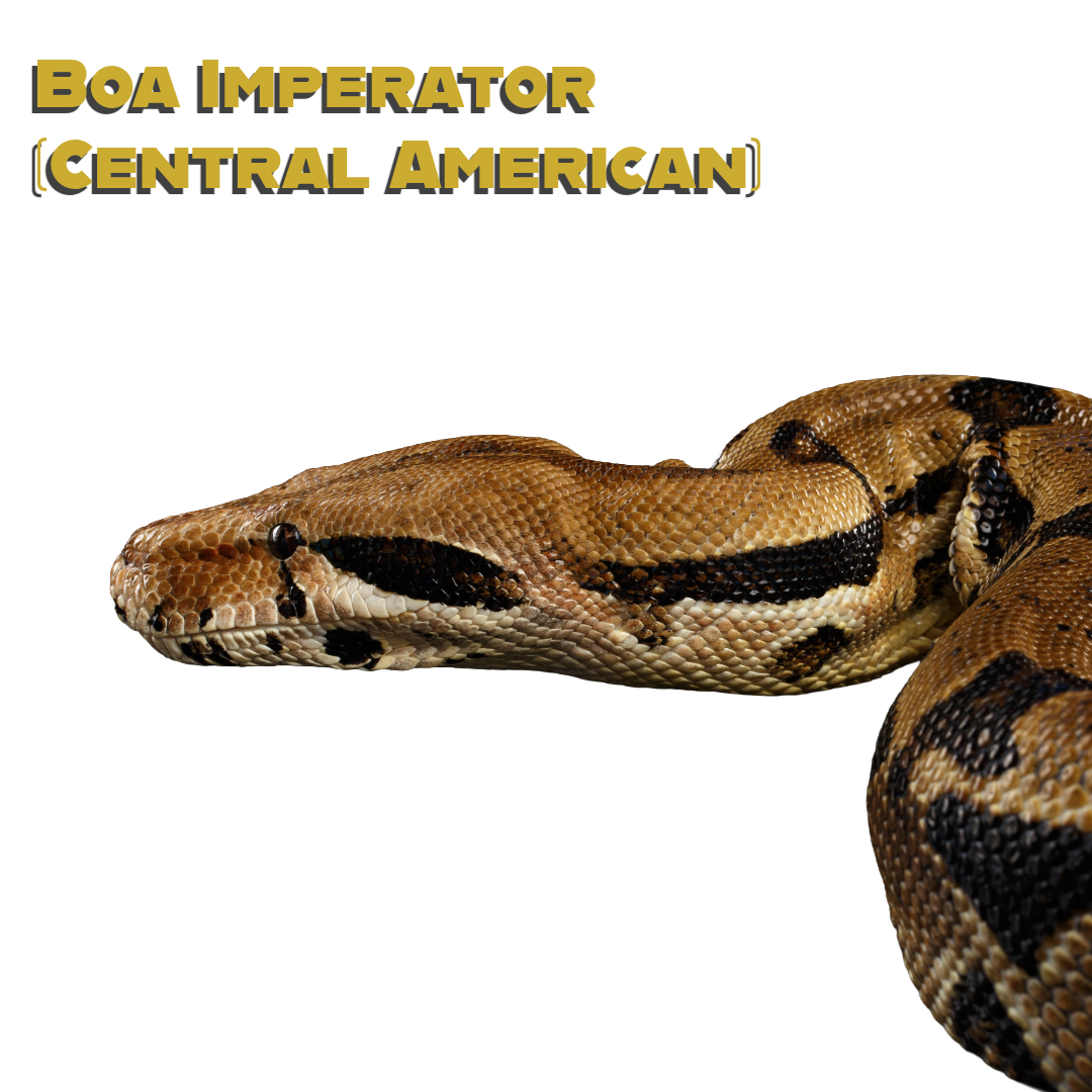 Caring for your Common Boa