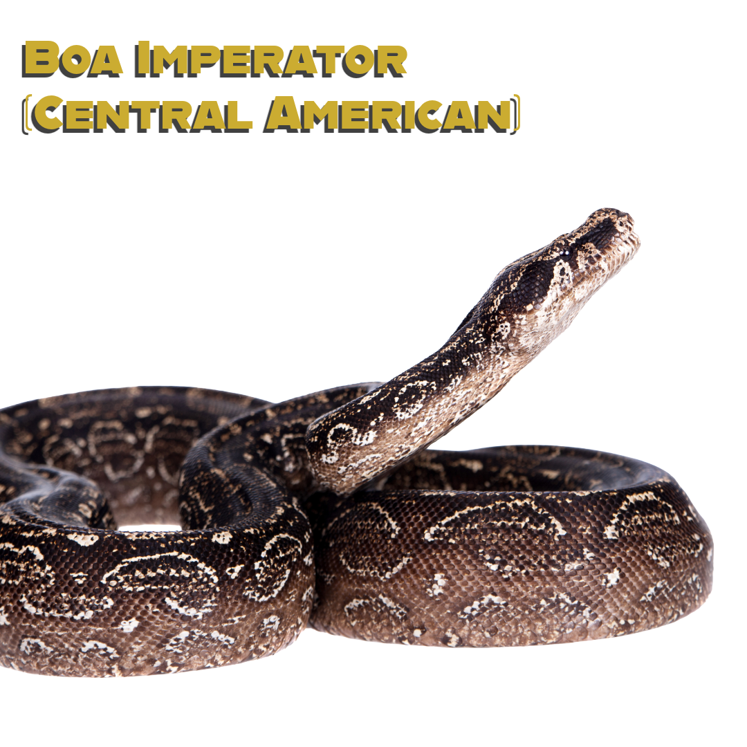 Caring for your Argentine Boa