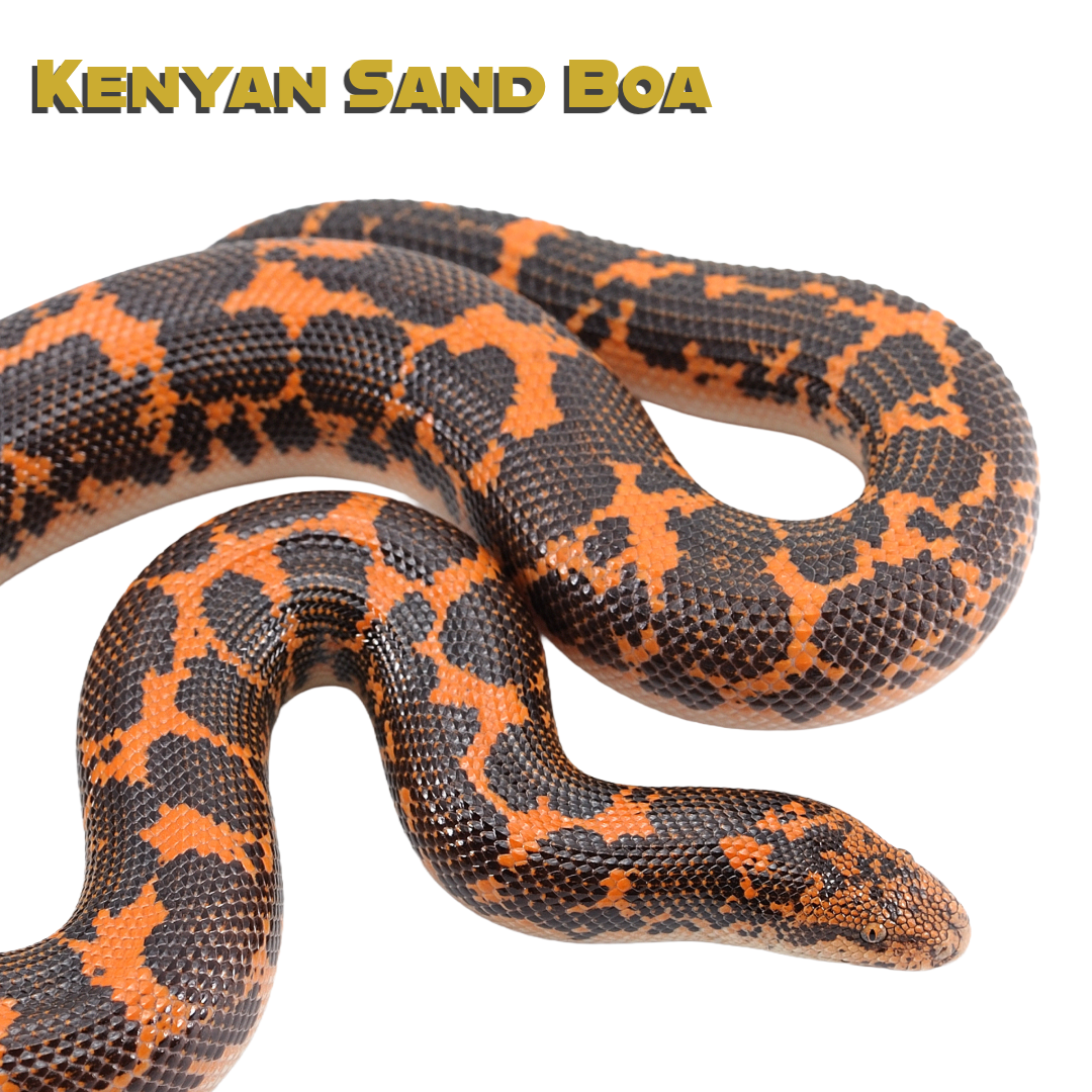 Caring for your Kenyan Sand Boa