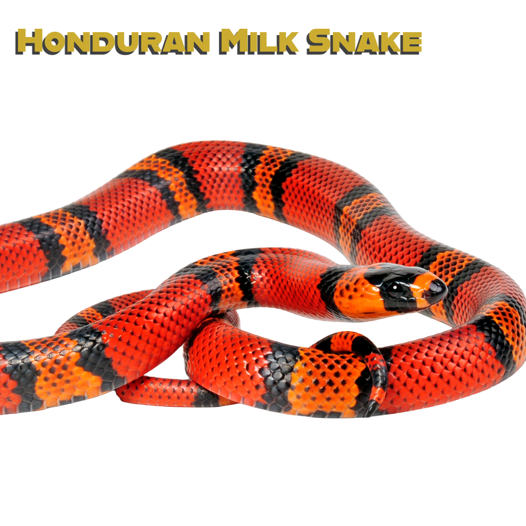 Caring for your Honduran Milk Snake