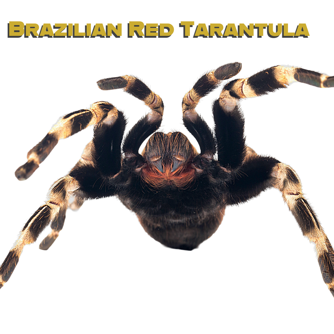 Caring for your Brazilian Red Tarantula