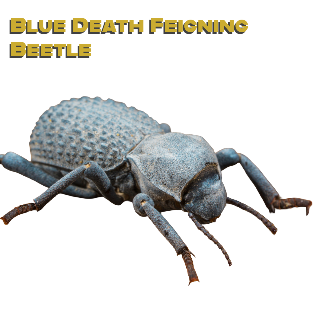 Caring for your Blue Death Feigning Beetle