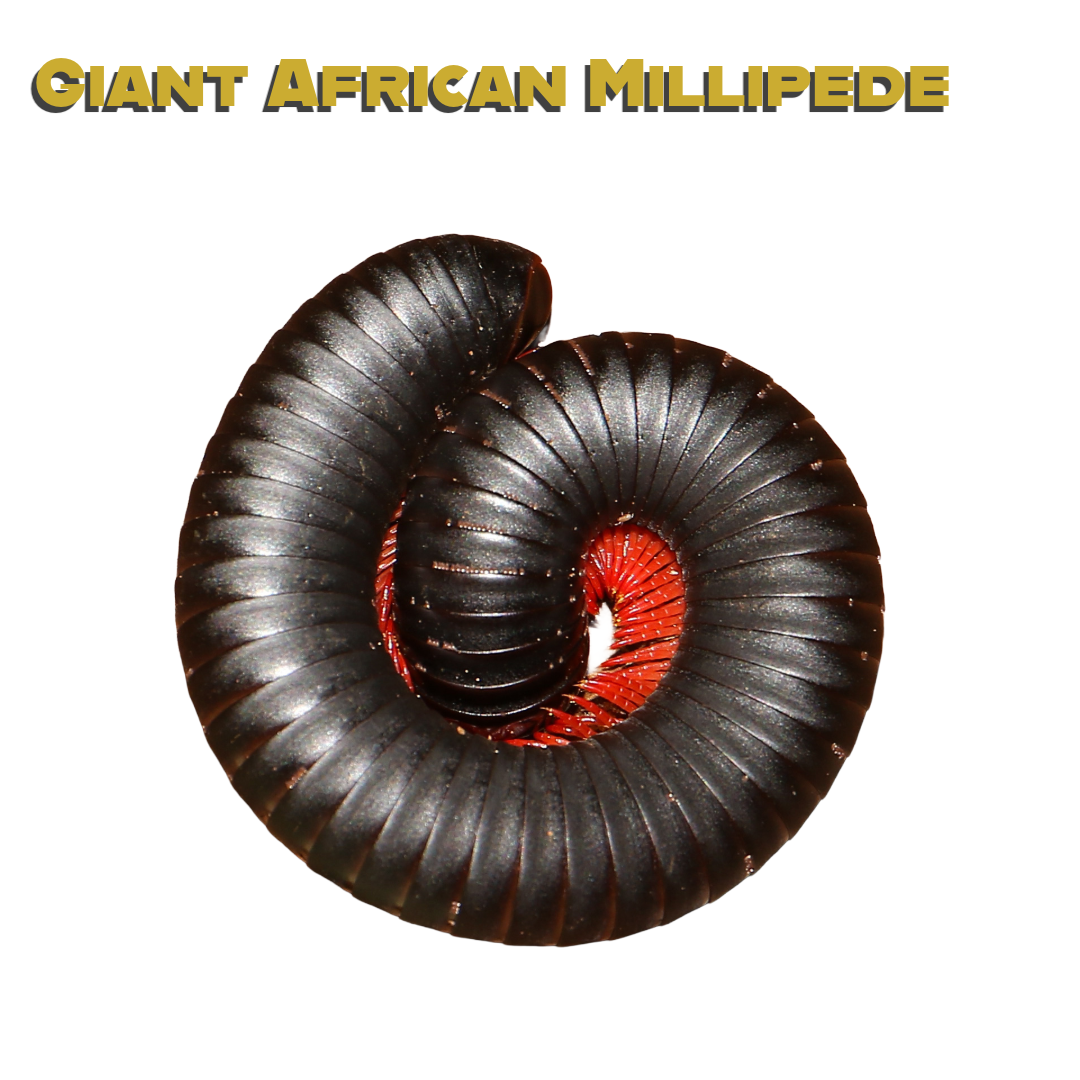 Caring for your Giant African Millipede