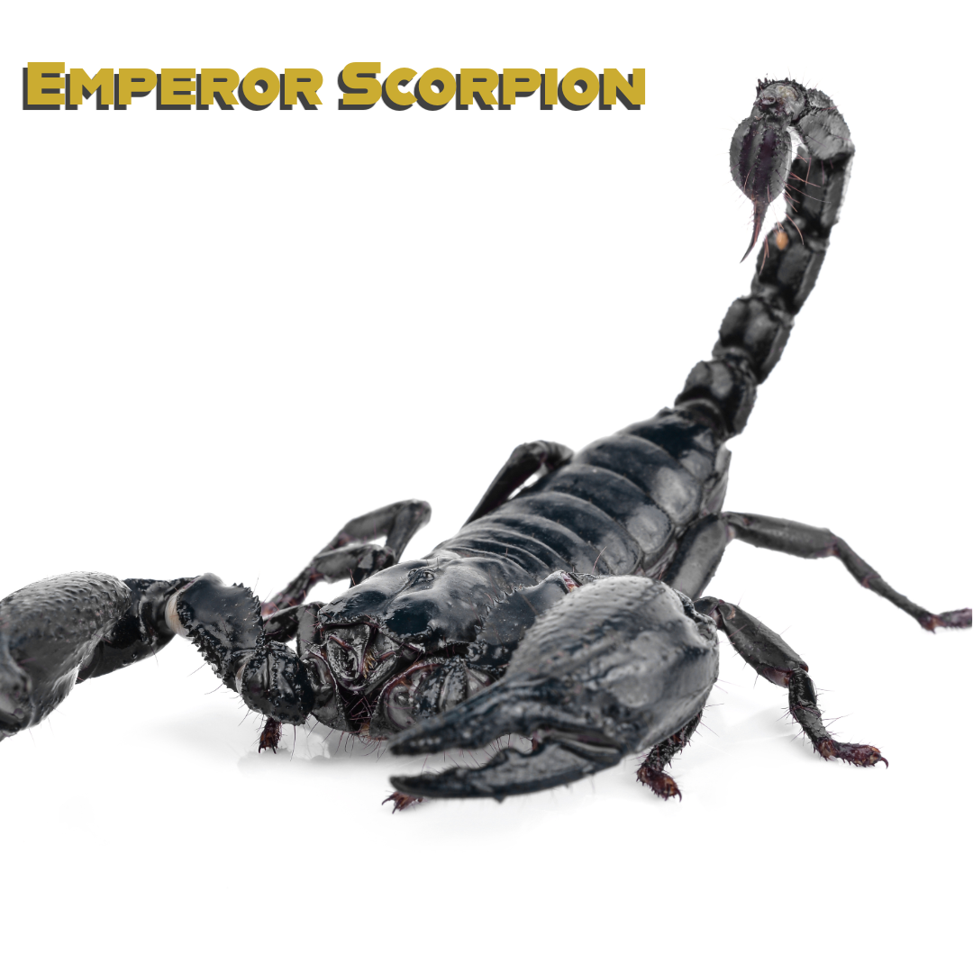 Caring for your Emperor Scorpion