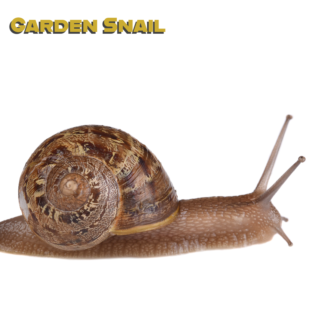 Caring for your Garden Snail