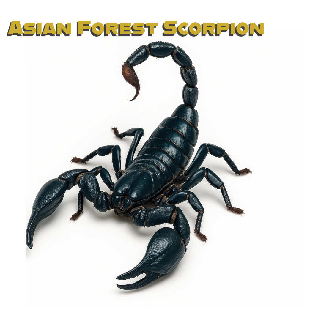 Caring for your Asian Forest Scorpion