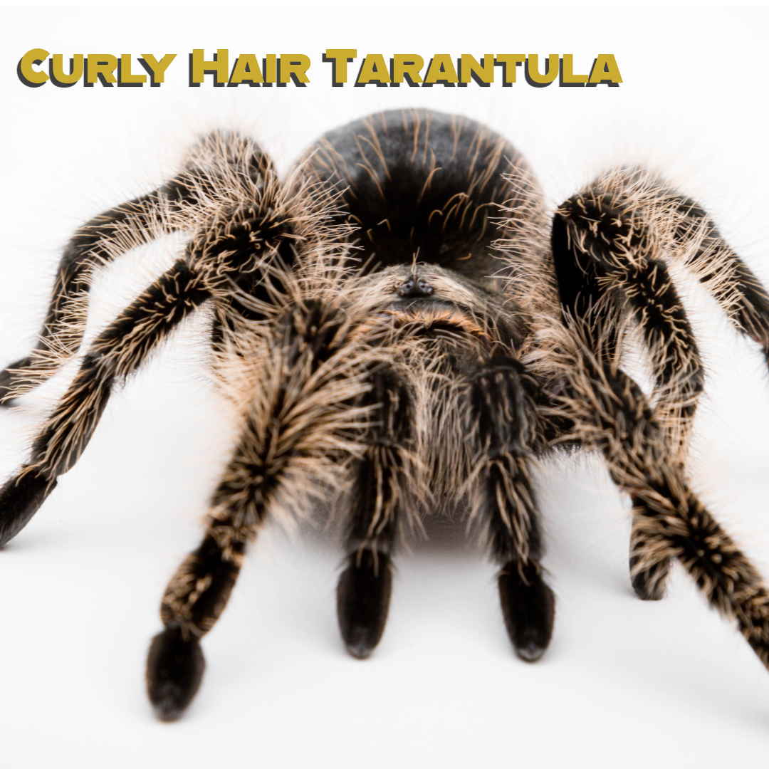 Caring for your Curly Hair Tarantula