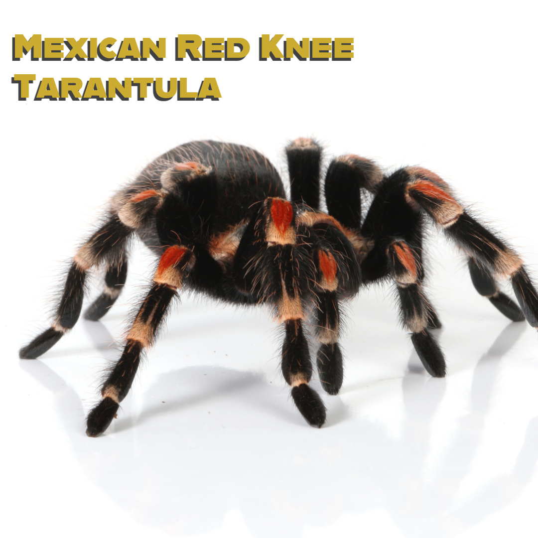 Caring for your Mexican Red Knee Tarantula