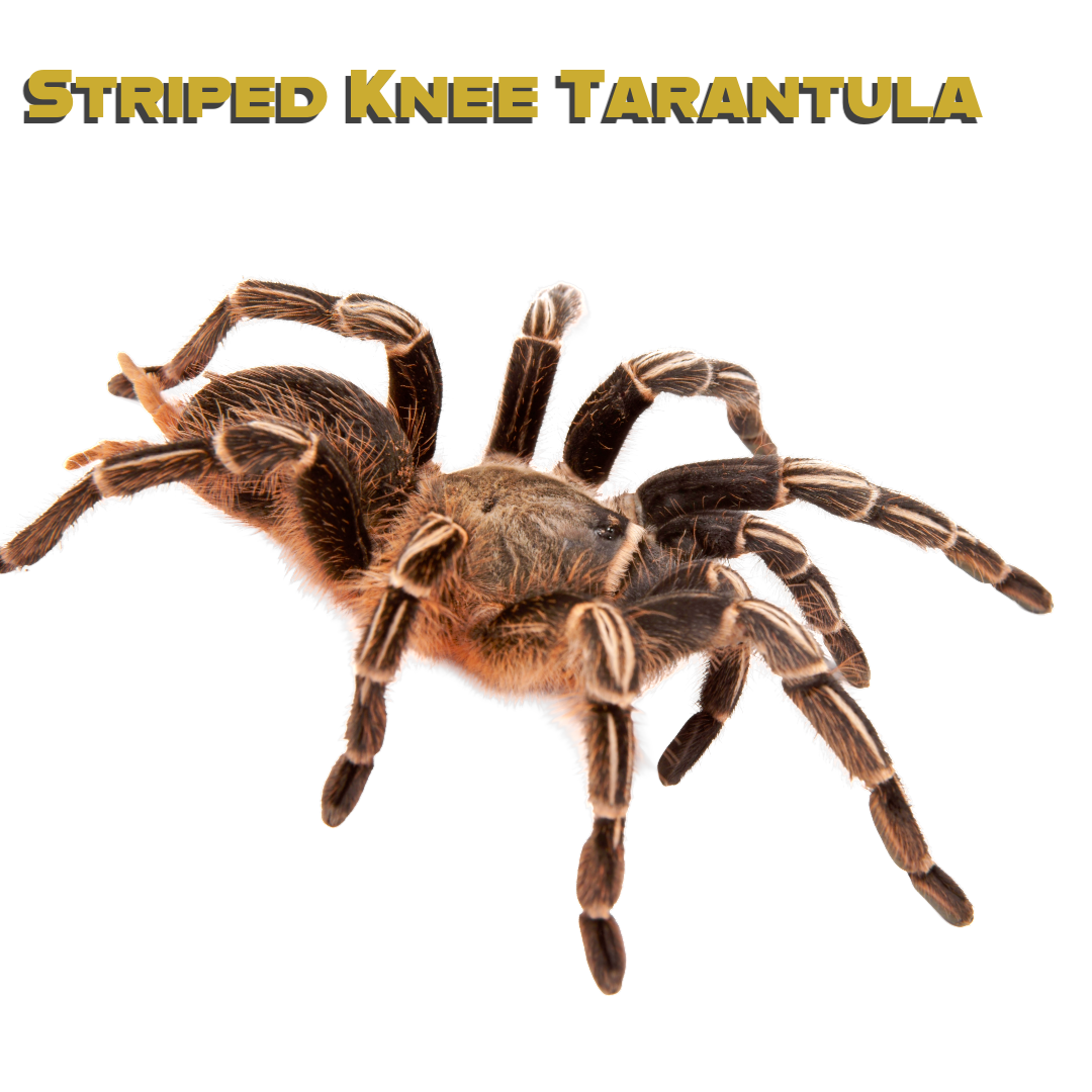 Caring for your Striped Knee Tarantula
