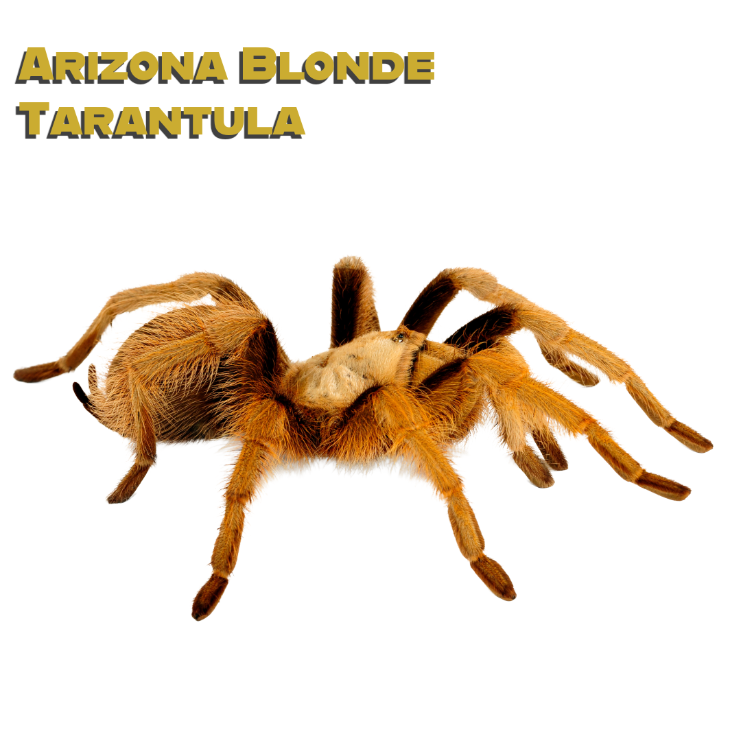 Caring for your Arizona Blonde Tarantula