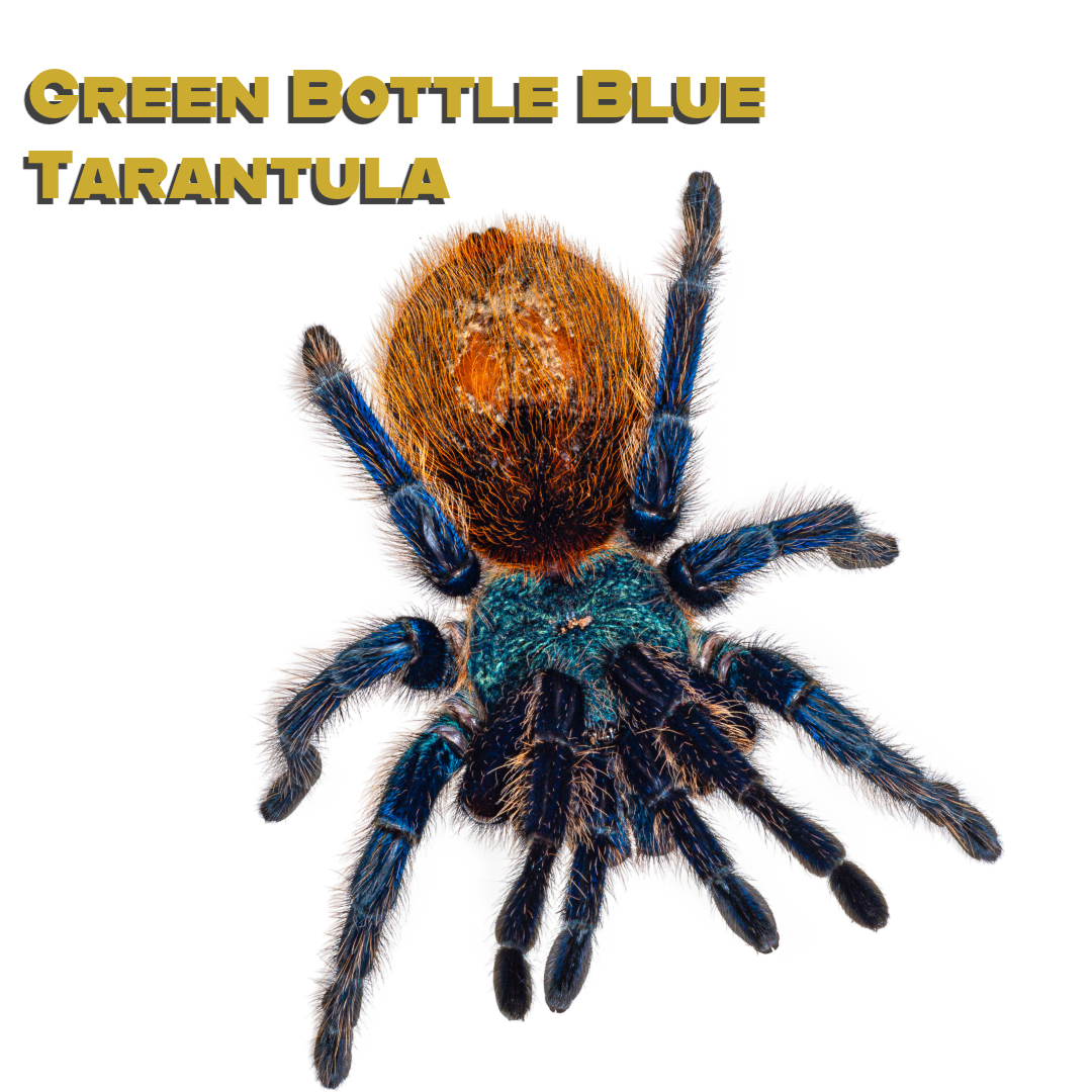 Caring for your Green Bottle Blue Tarantula