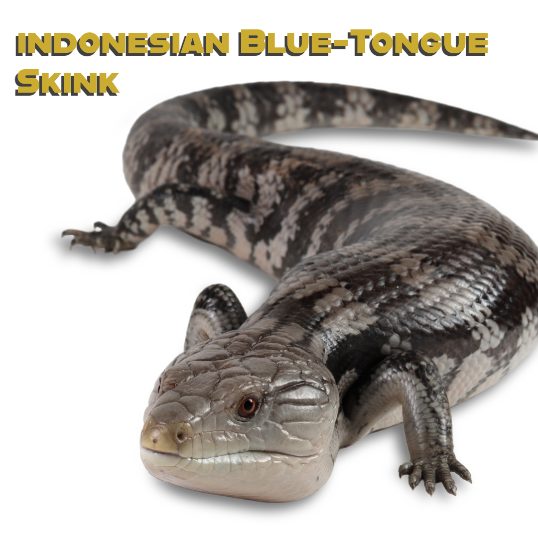 Caring for your Indonesian Blue-Tongued Skink