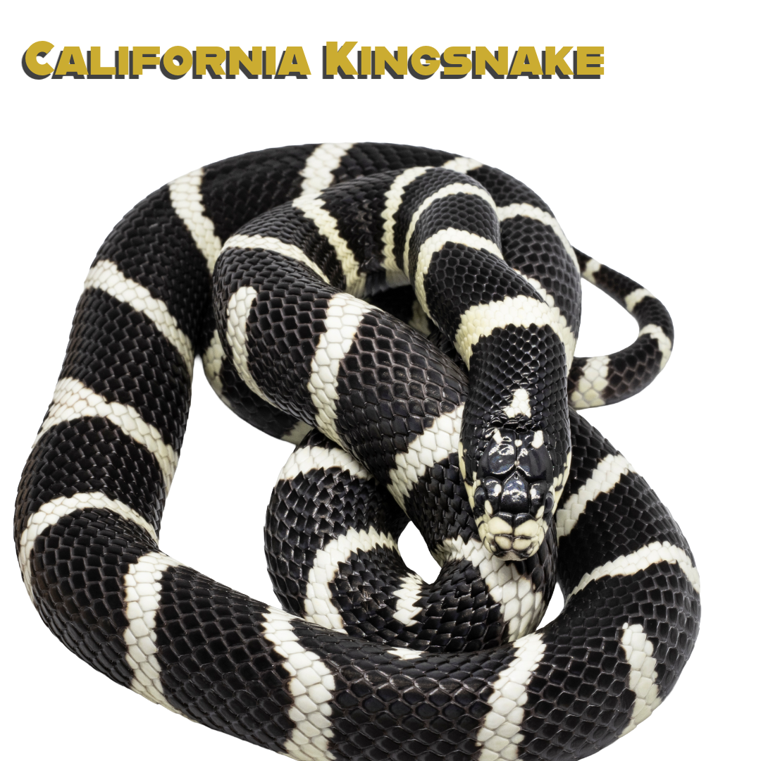 Caring for your California Kingsnake