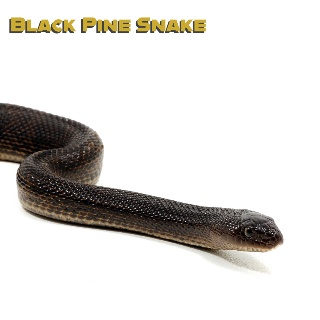 Caring for your Black Pine Snake