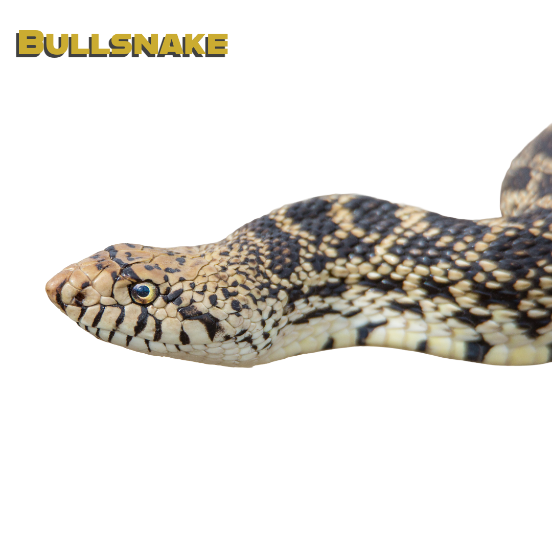 Caring for your Bullsnake