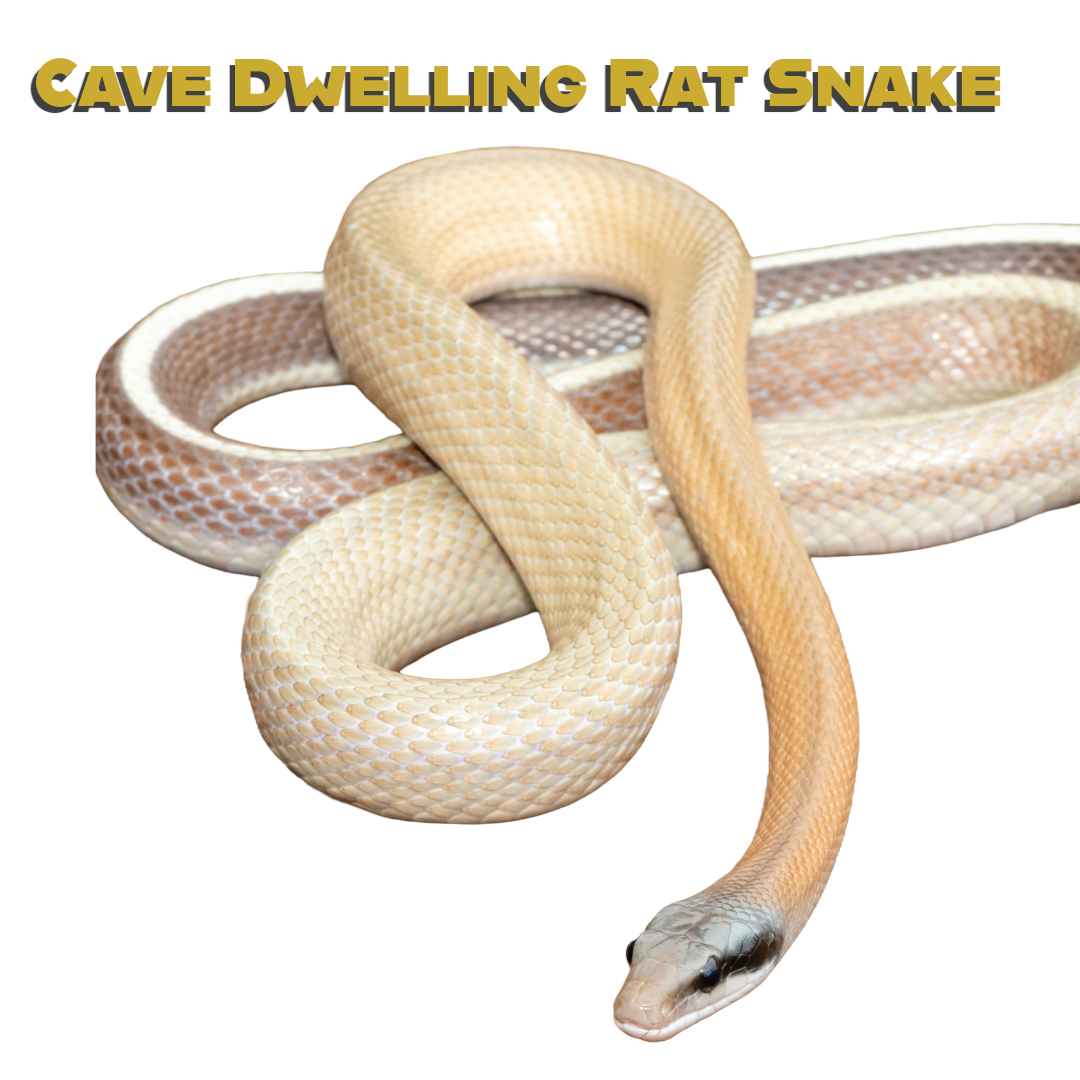 Caring for your Cave-Dwelling Rat Snake