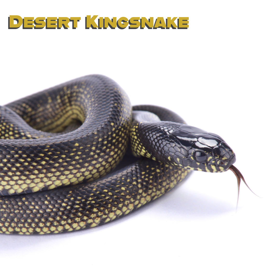 Caring for your Desert Kingsnake
