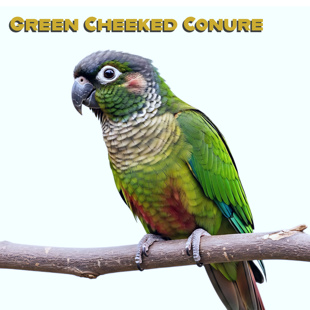 Caring for your Green-Cheeked Conure