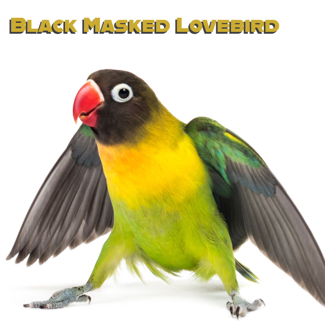 Caring for your Black Masked Lovebird