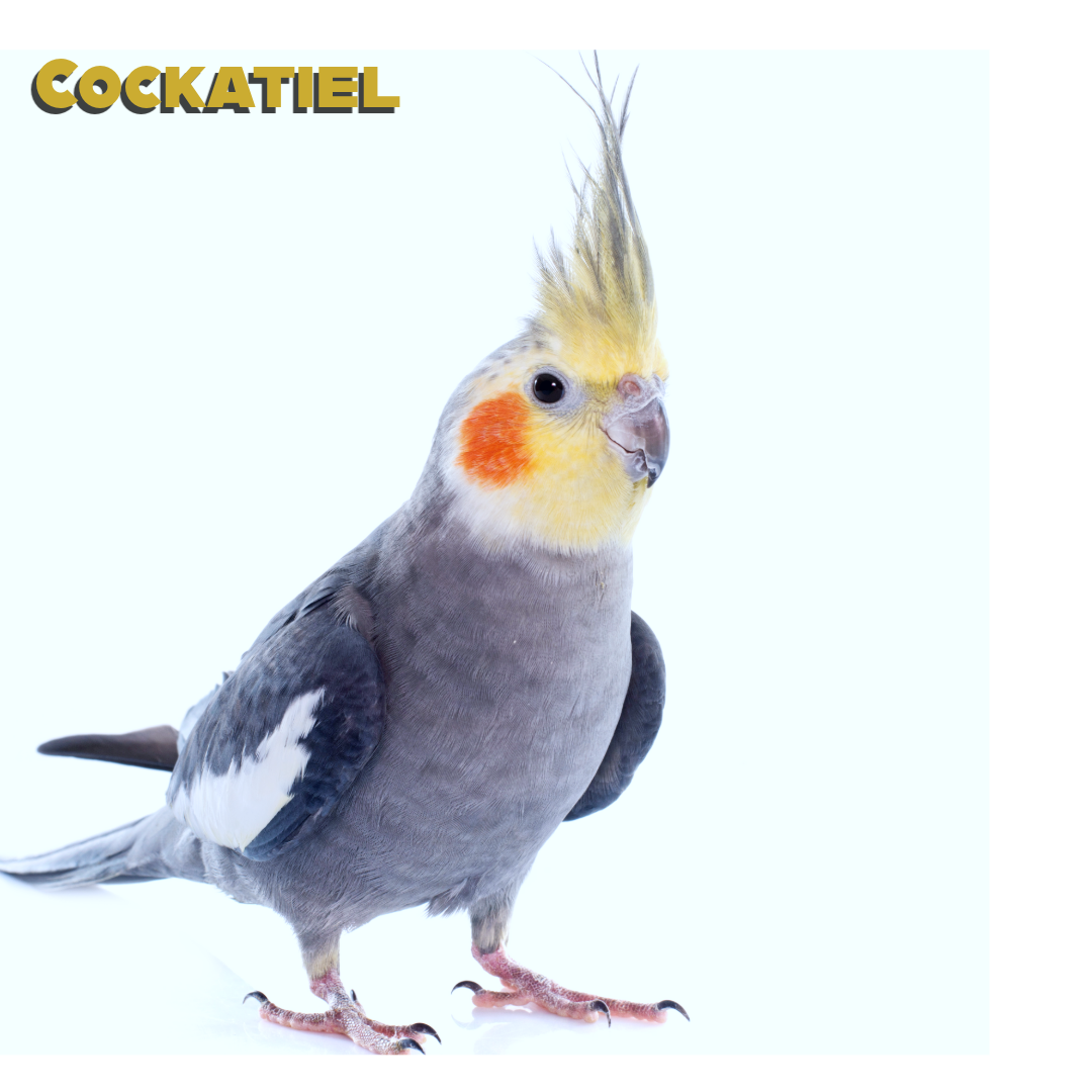 Caring for your Cockatiel