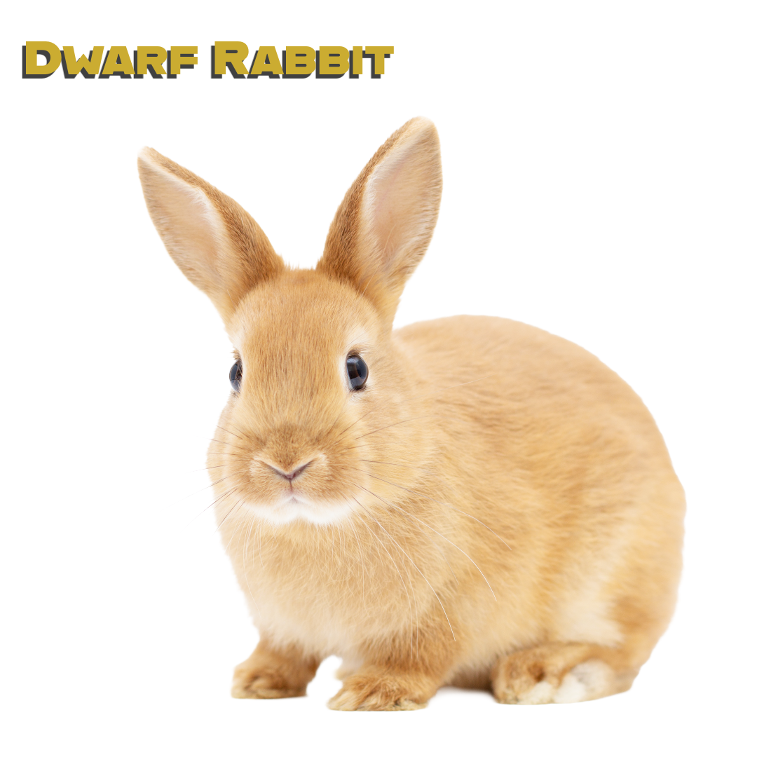 Caring for your Pet Dwarf Rabbit