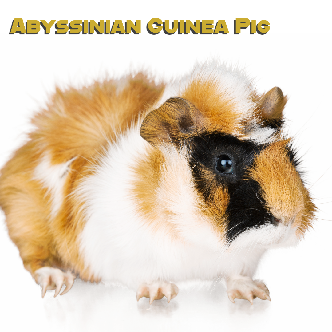 Caring for your Guinea Pig