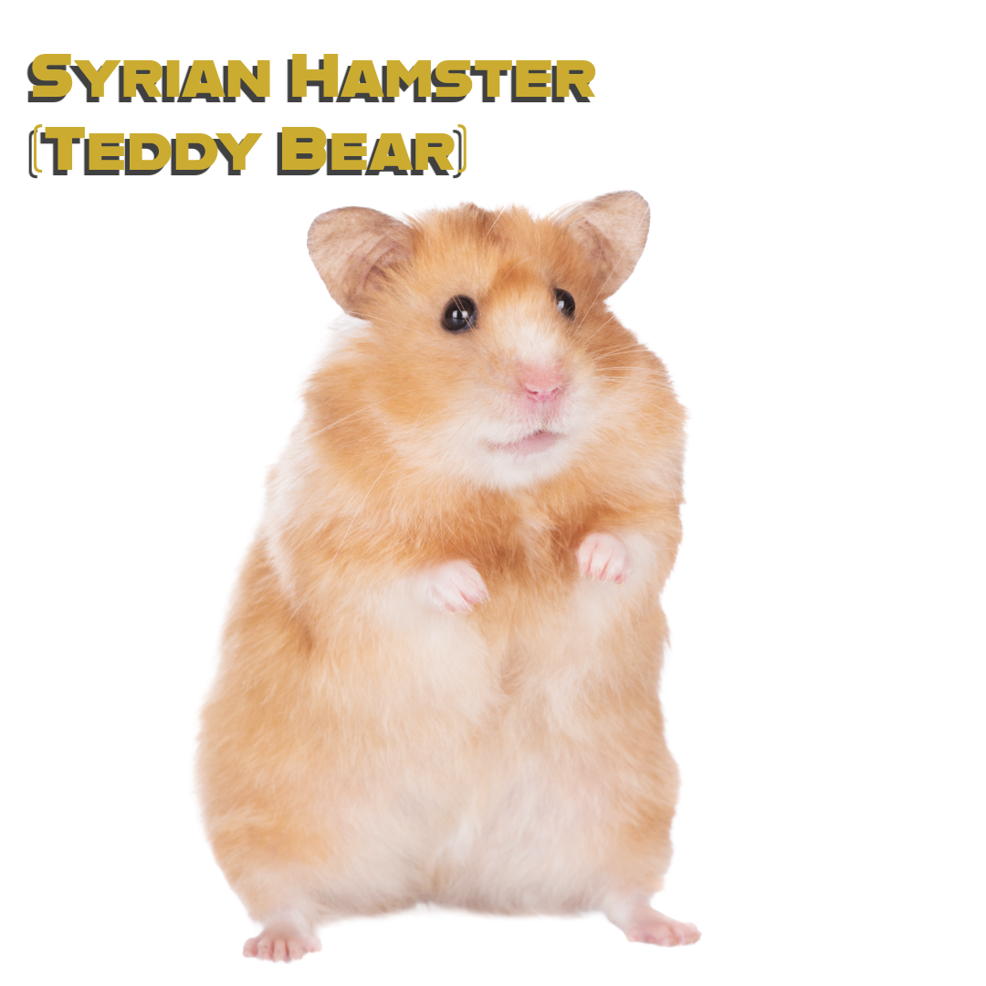Caring for your Syrian Hamster (Teddy Bear)