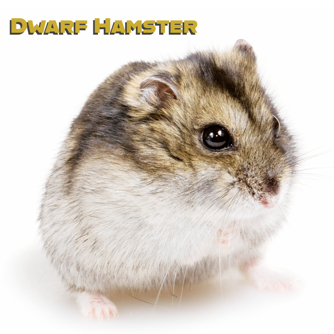 Caring for your Dwarf Hamster 