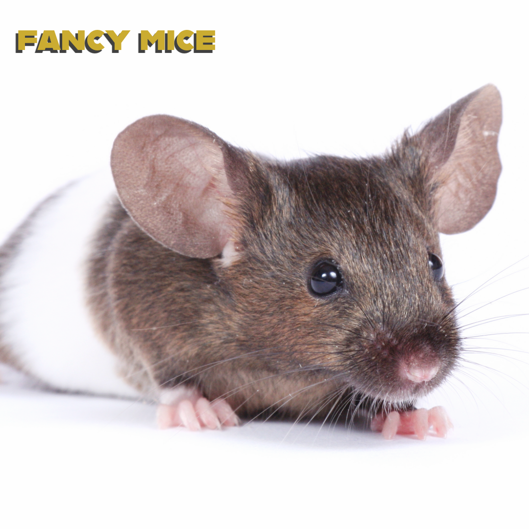 Caring for your Fancy Mice
