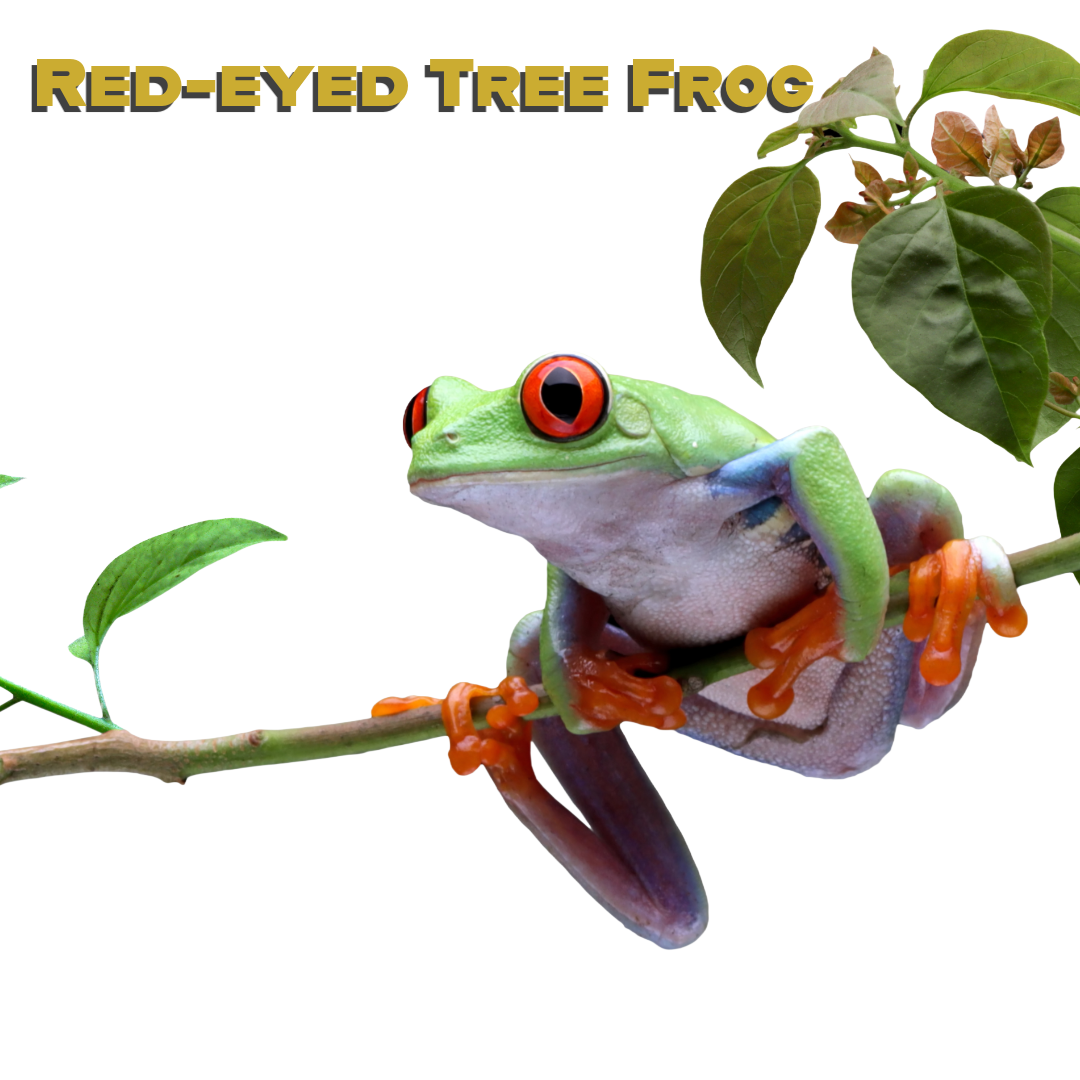 Caring for your Red-Eyed Tree Frog