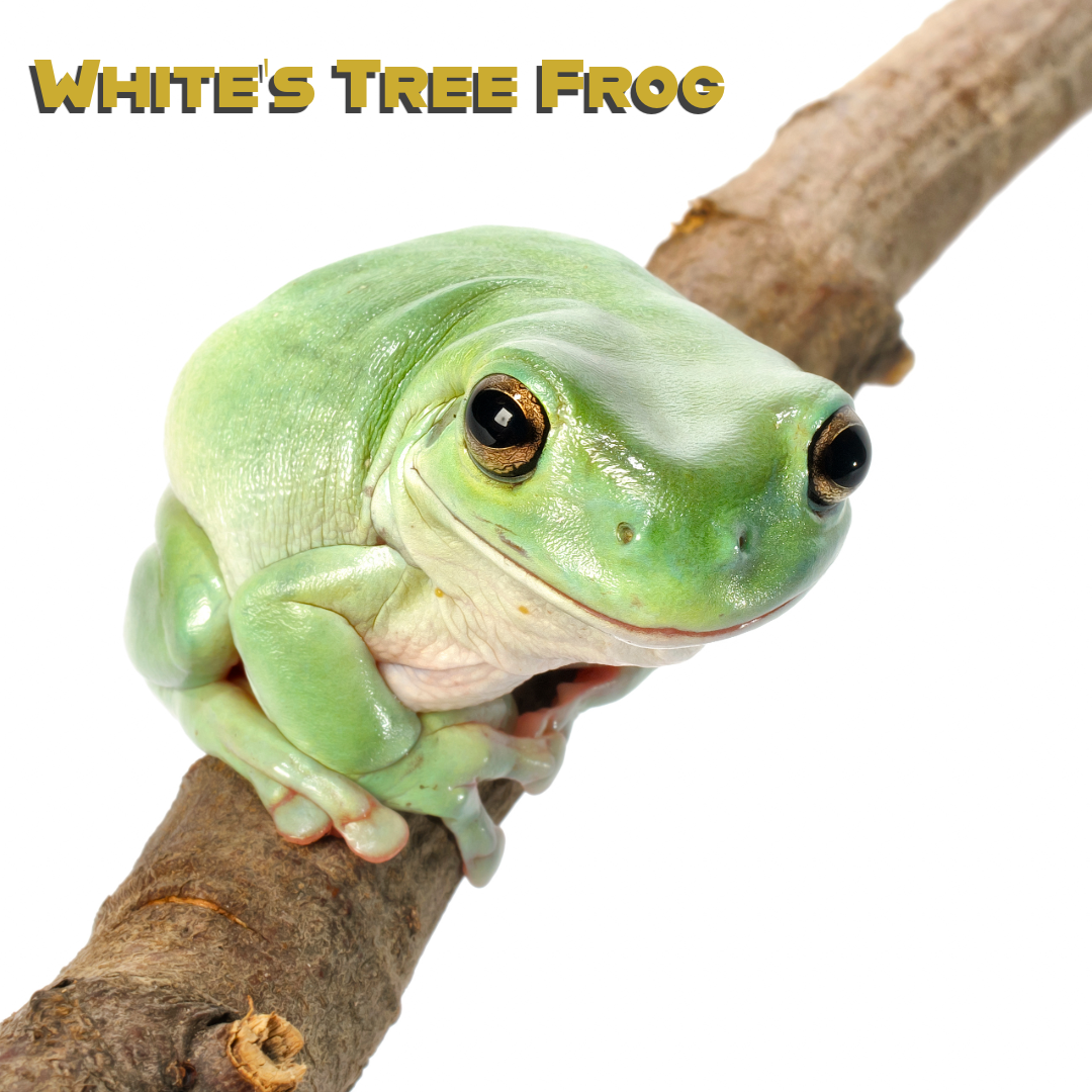 Caring for your White’s Tree Frog 