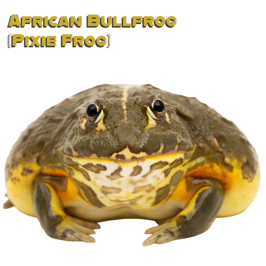 Caring for your African Bullfrog (Pixie Frog)