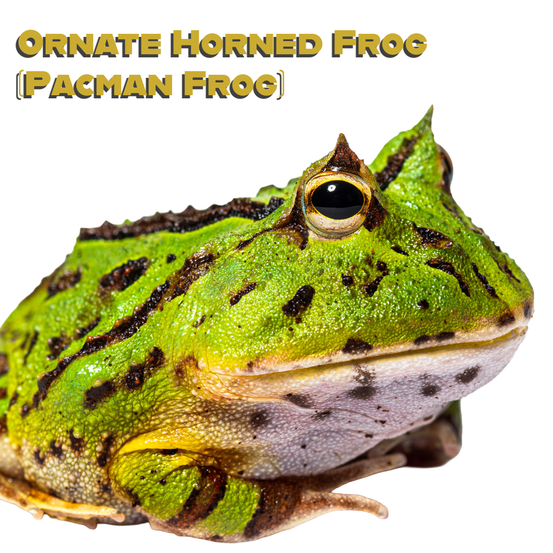 Caring for your Pacman Frog