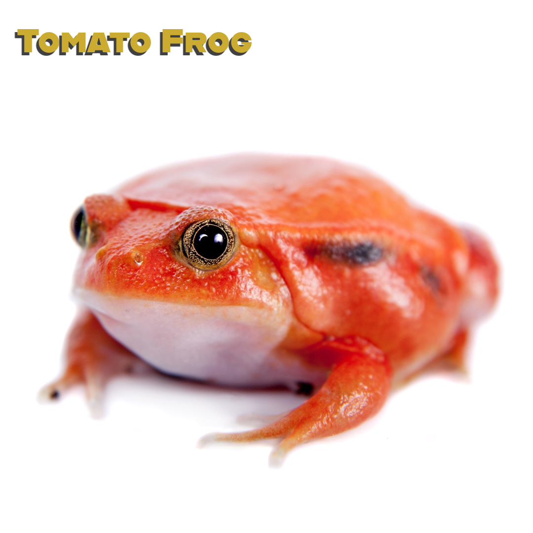 Caring for your Tomato Frog