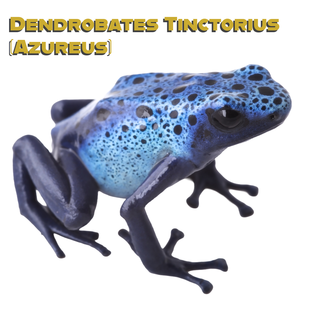 Caring for your Azureus Dart Frog