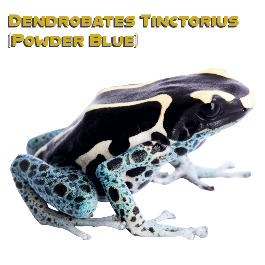 Caring for your Powder Blue Dart Frog