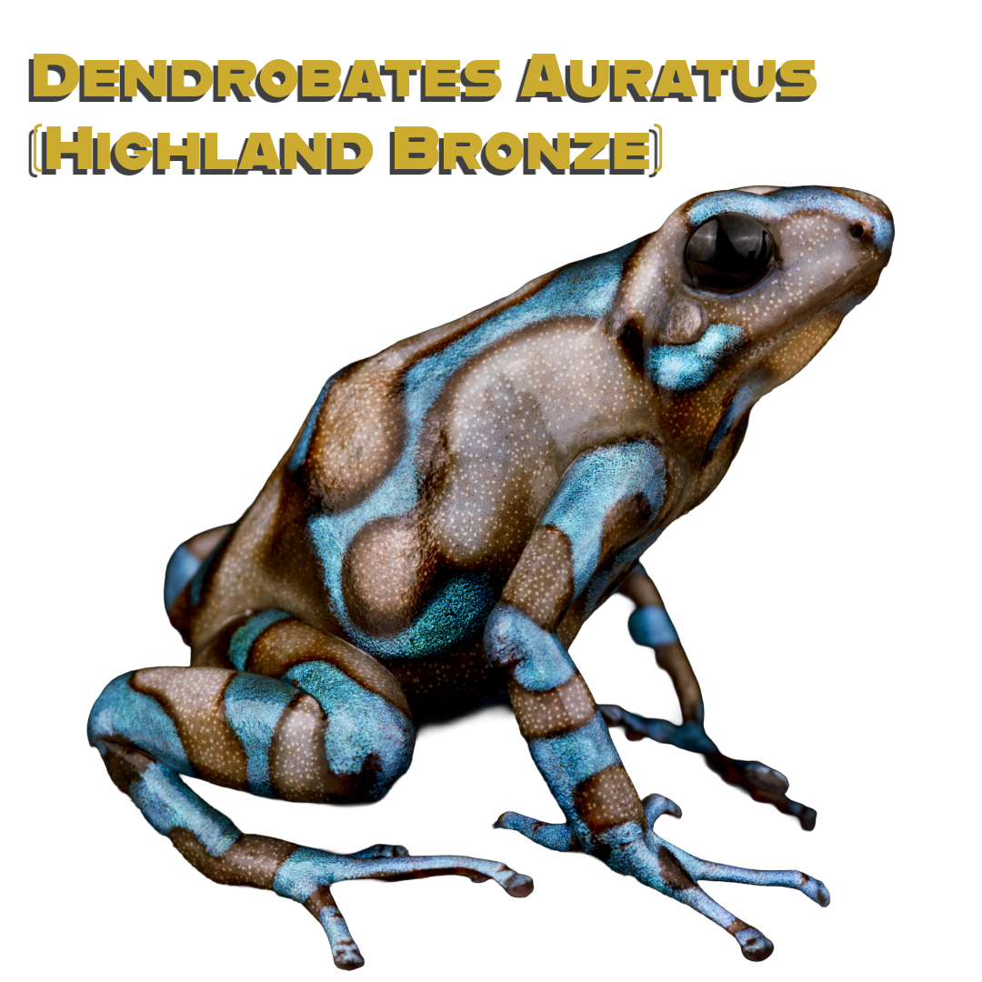 Caring for your Highland Bronze Dart Frog