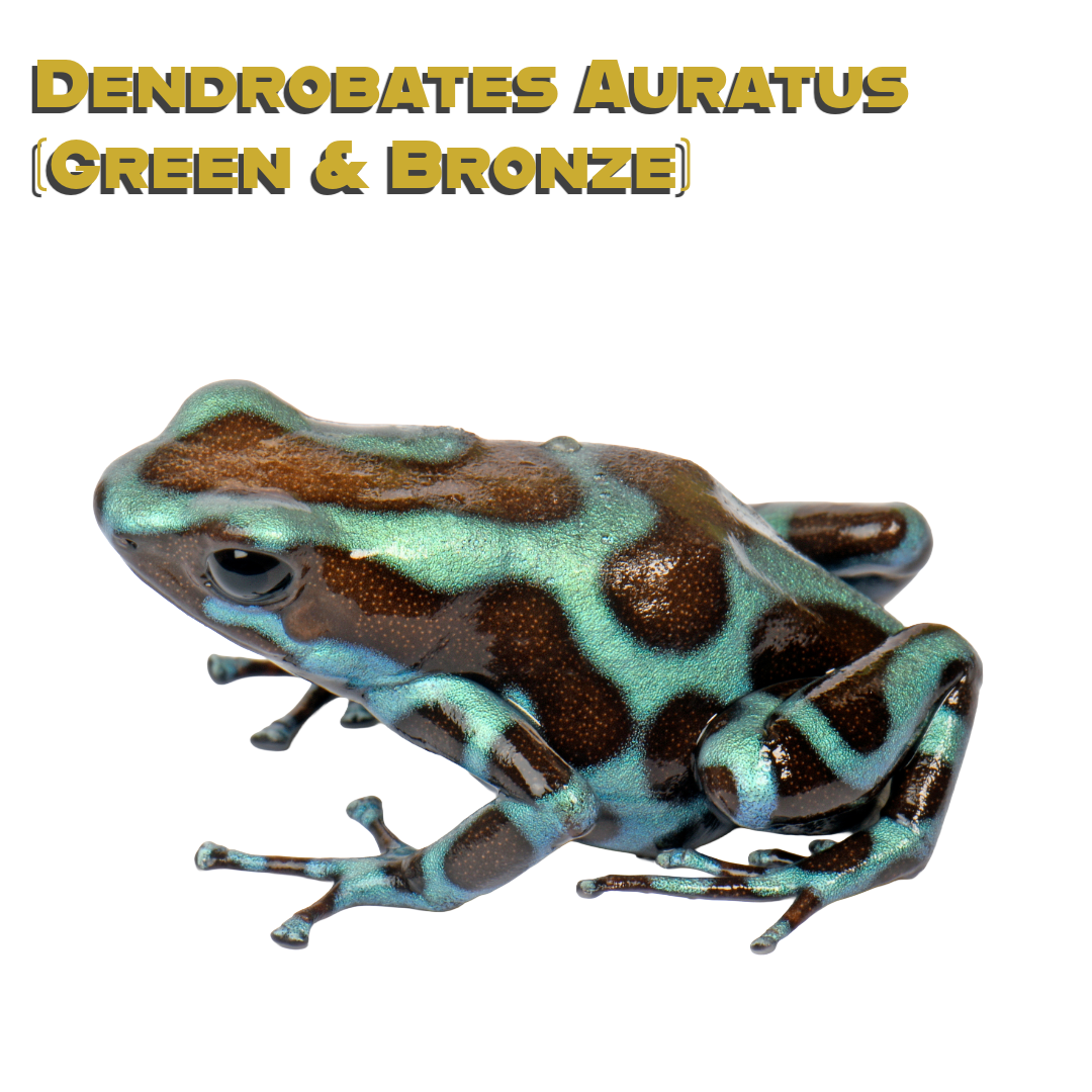 Caring for your Green & Bronze Dart Frogs