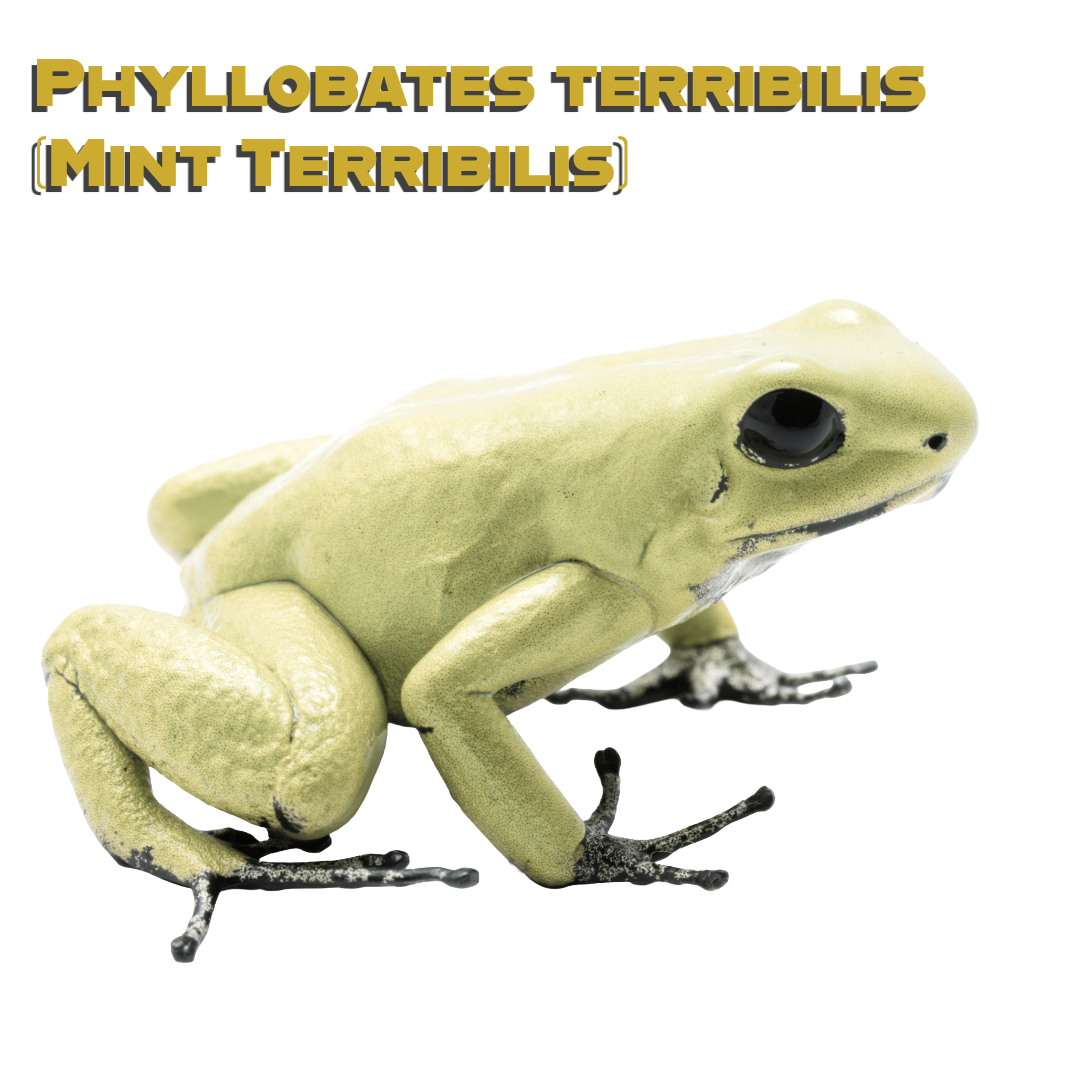 Caring for your Mint Terribilis Dart Frogs