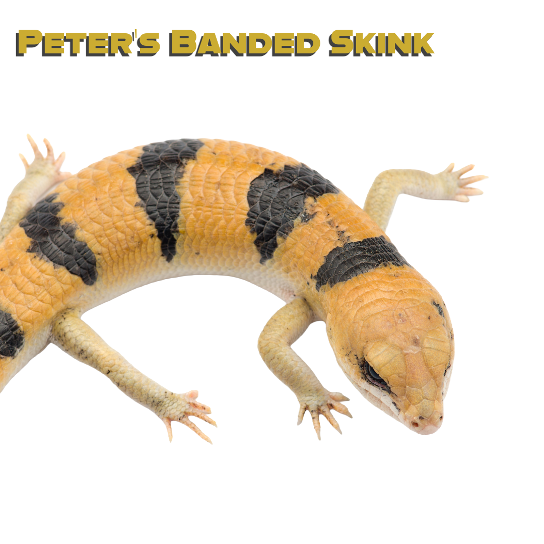 Caring for your Peter’s Banded Skink