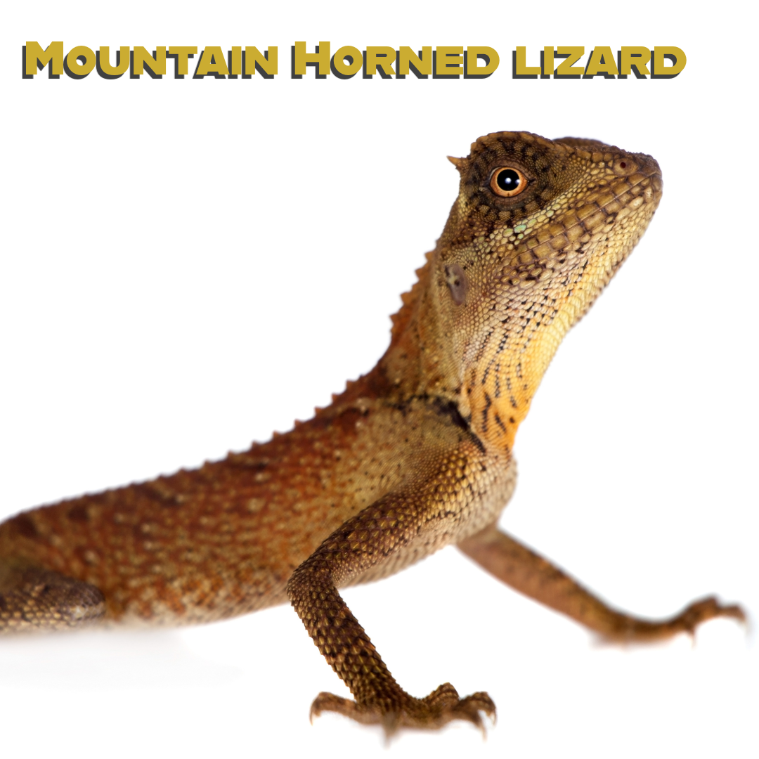 Caring for your Mountain Horned Lizard