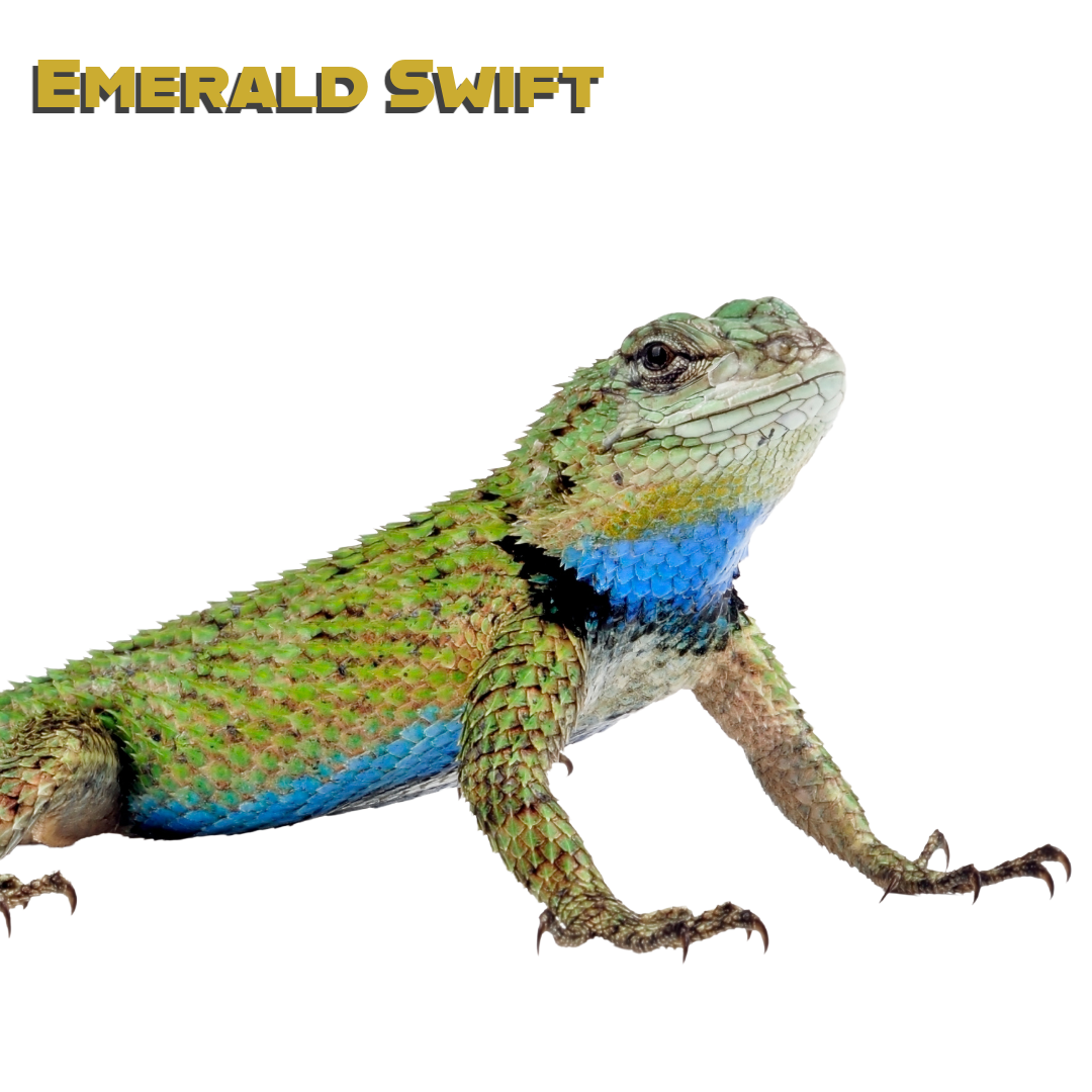 Caring for your Emerald Swift