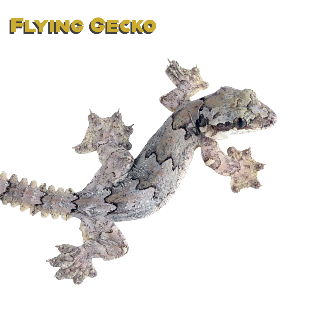 Caring for your Flying Gecko