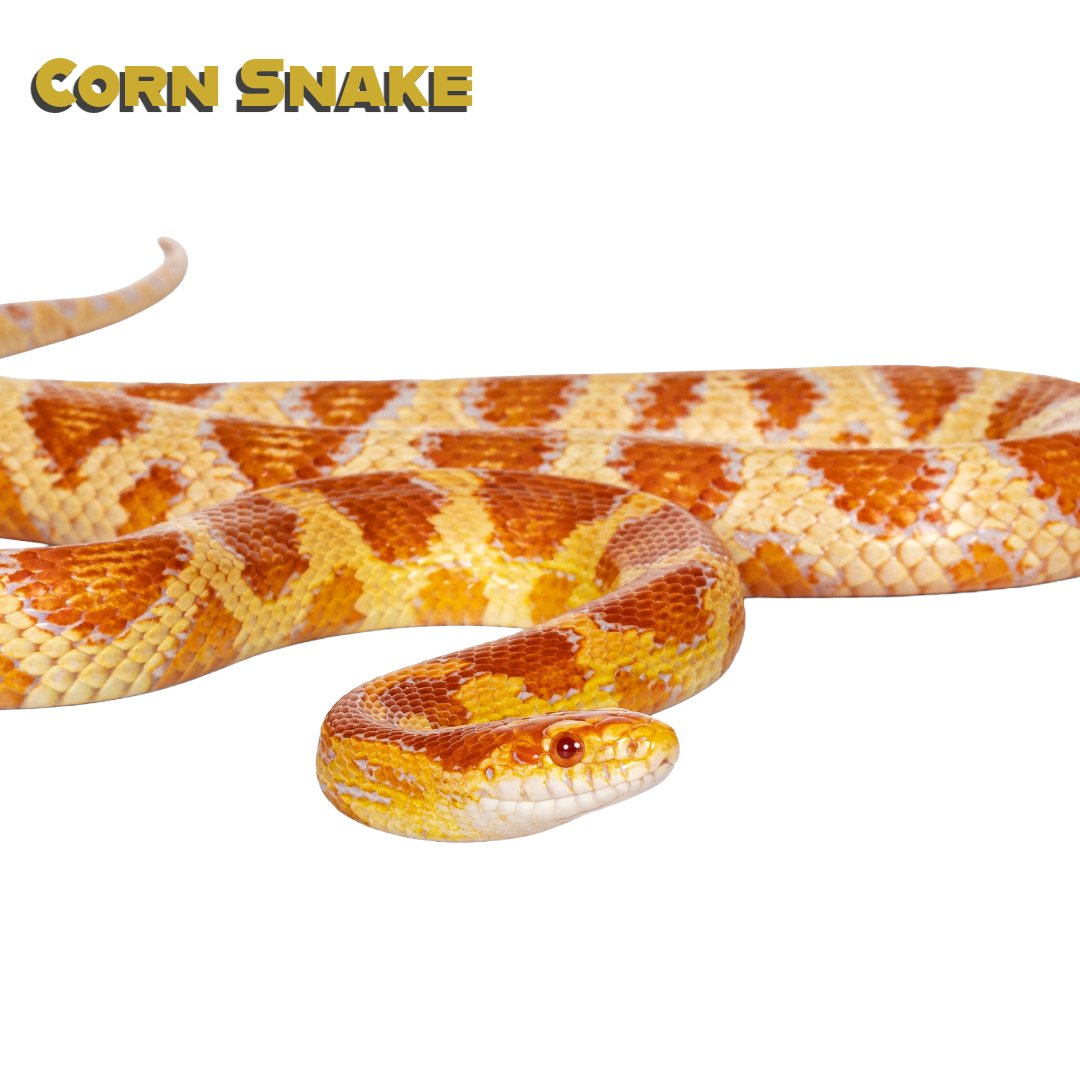 Caring for your Corn Snake